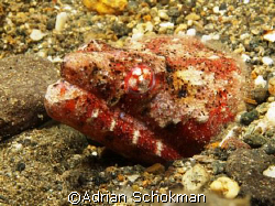 Chance upon this beauty at end of dive. Anilao Philippine... by Adrian Schokman 
